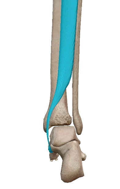 右足後方から（後脛骨筋・舟状骨に色をつけてあります）