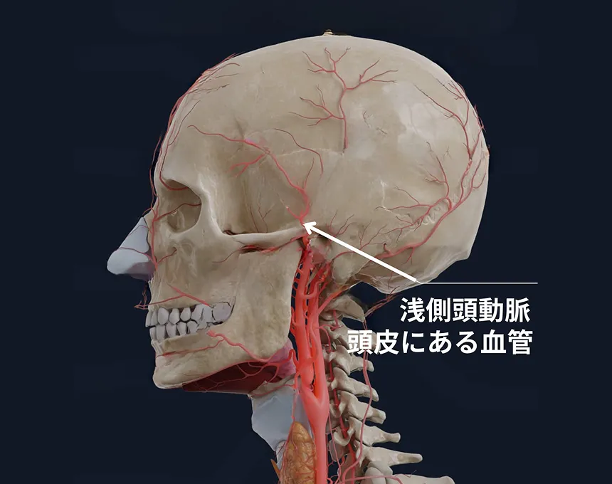浅側頭動脈のイメージ画像