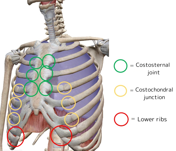Costosternal joint Costosternal junction Lower ribs