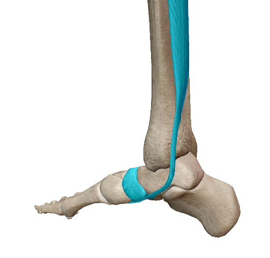 右足内側やや後方から（後脛骨筋・舟状骨に色をつけてあります）