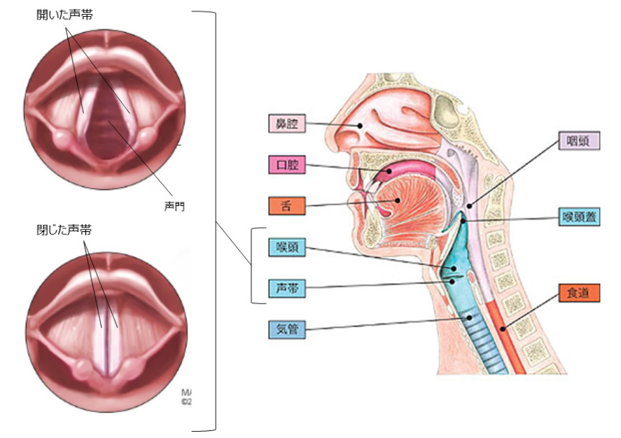 図：喉頭の解剖図