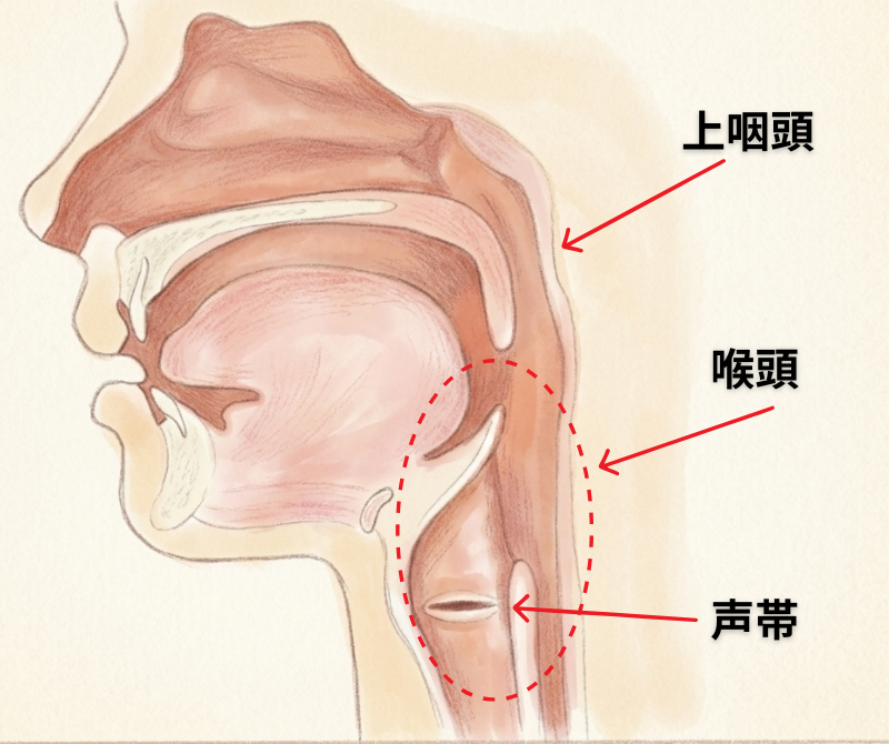 上咽頭・喉頭・声帯の位置を示した断面イラスト