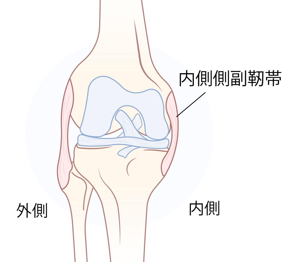 内側側副靭帯
