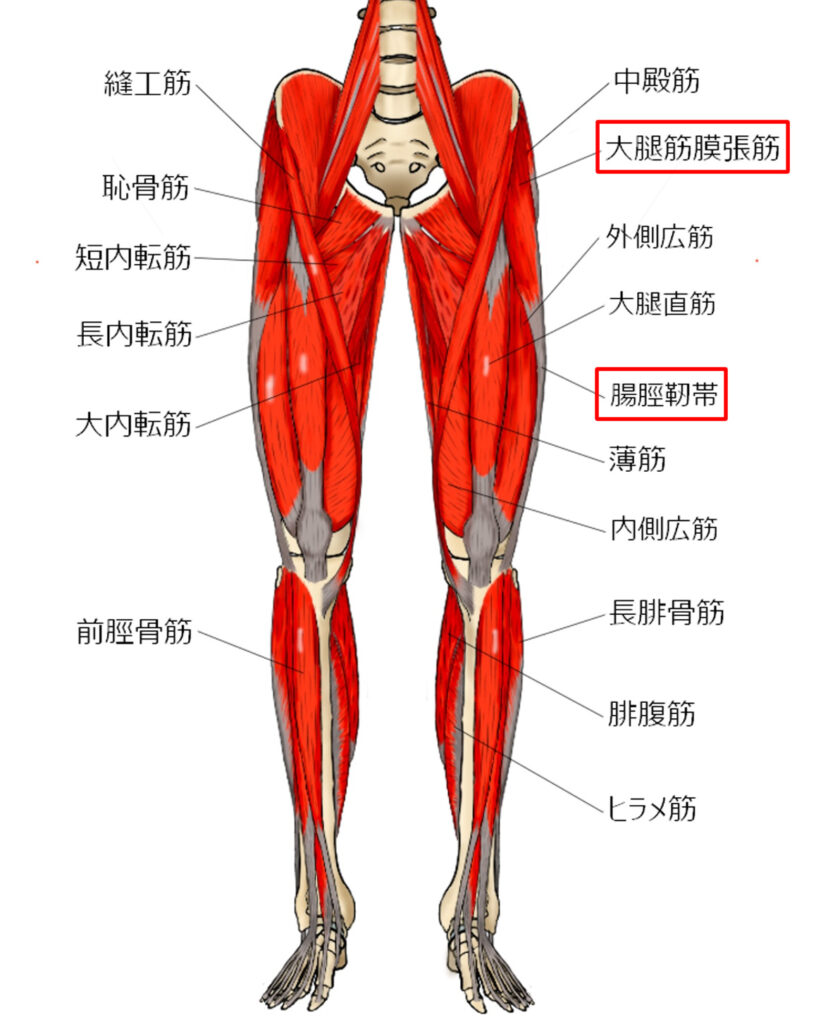 腸脛靭帯～大腿筋膜張筋（TFL）周囲