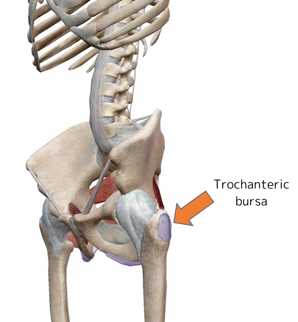 Trochanteric bursa