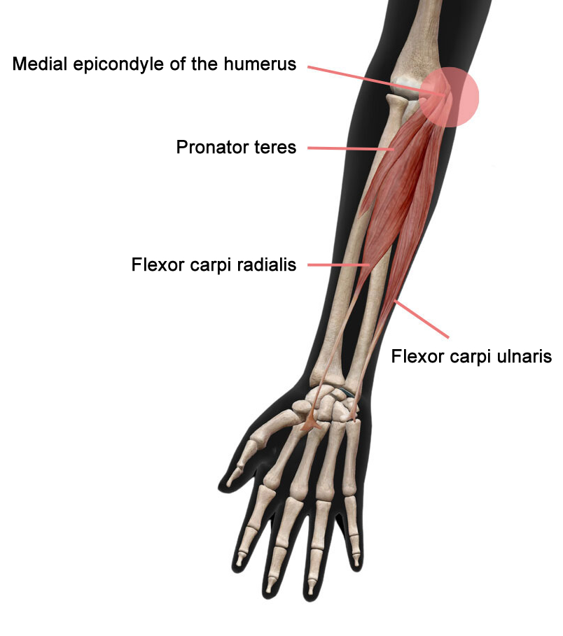 Medial epicondyle of the humerus
